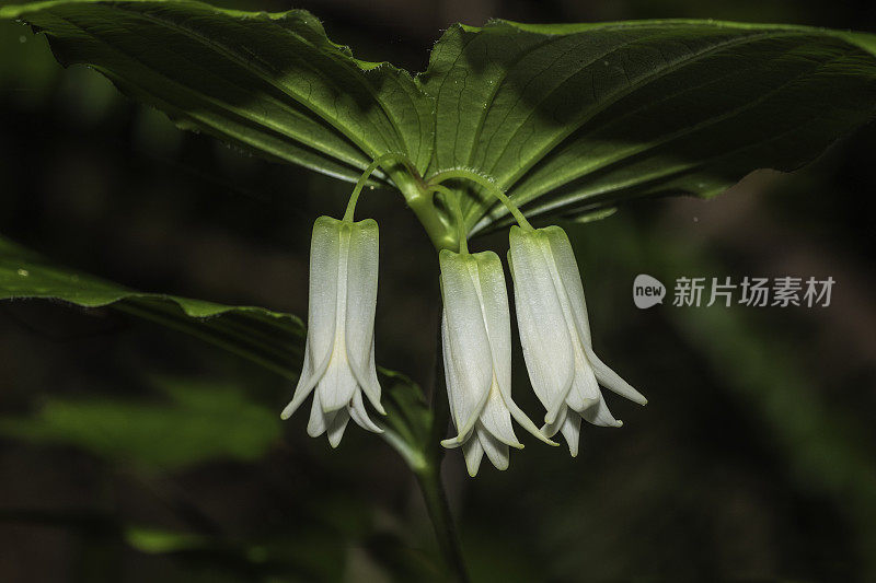 Prosartes smithii或Disporum smithii是北美开花植物的一种，俗称“大花铃”或“史密斯铃”。它原产于北美西部草原溪红杉州立公园;百合科